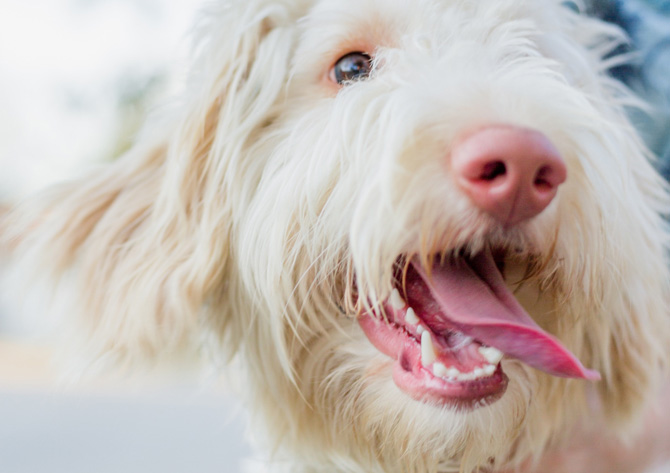 pet dental health, dog showing teeth and tongue