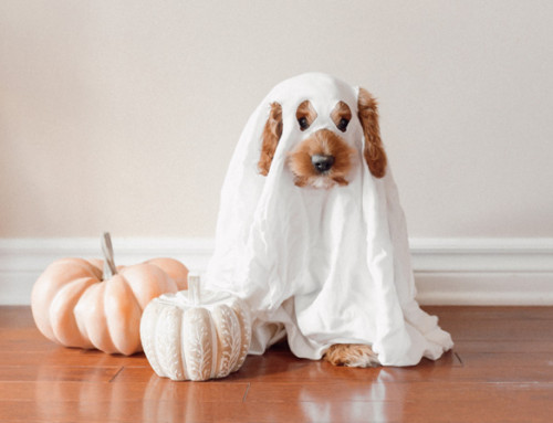 Happy Halloween pet safety tips