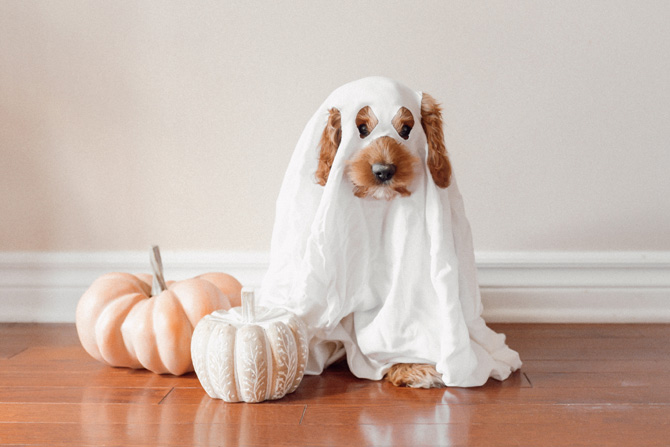 dog dressed as ghost, halloween pet safety
