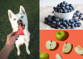 superfoods for dogs, dog eating watermelon
