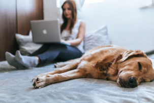 labrador sleeping, pet insurance claims