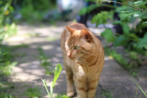 outdoor cat, FIV