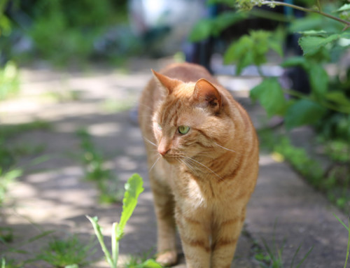 Feline immunodeficiency virus on the rise