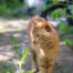 outdoor cat, FIV