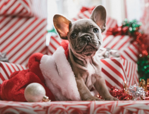 How to spoil and keep pets safe this festive season