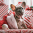 Puppy, keep pets safe, christmas