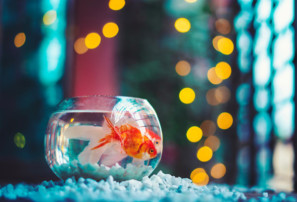 pet fish in bowl, goldfish