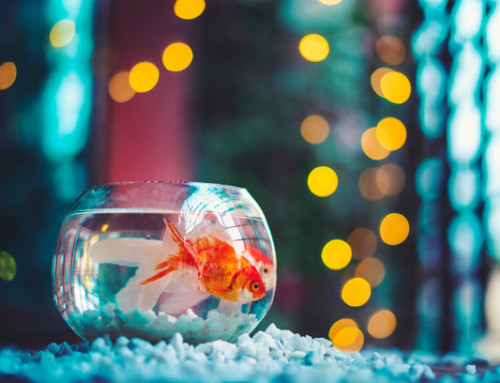 Pet fish see a rise in popularity
